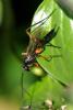 Exetastes calobatus